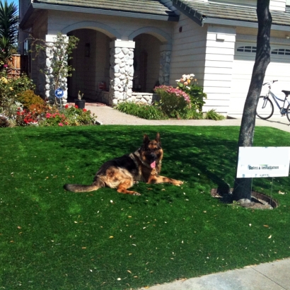 Artificial Grass Carpet Sherman Oaks, California Landscaping Business, Dogs Runs