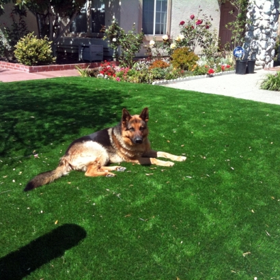 Grass Carpet Mettler, California Pet Turf, Dogs Park