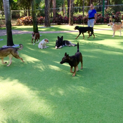 Synthetic Turf Supplier Hollywood, California Fake Grass For Dogs, Dogs