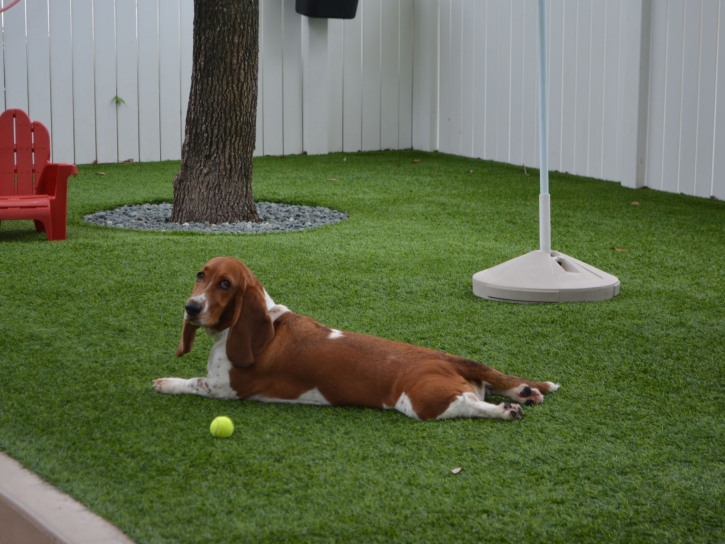 Artificial Grass Beverly Hills, California Dog Parks, Dogs Park
