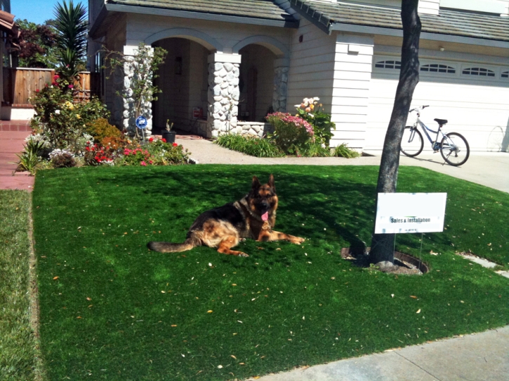 Artificial Grass Carpet Sherman Oaks, California Landscaping Business, Dogs Runs