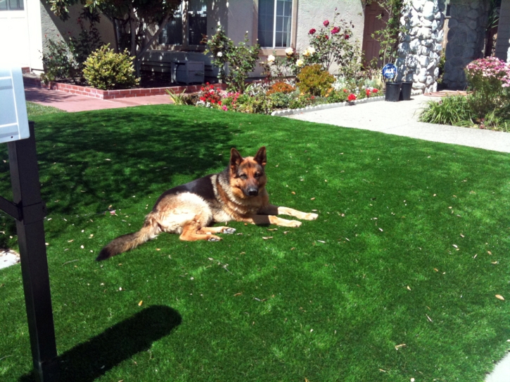 Grass Carpet Mettler, California Pet Turf, Dogs Park