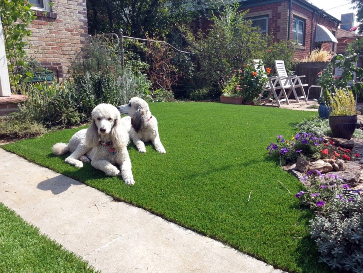 Grass Carpet Santa Ynez, California Dog Pound, Dogs